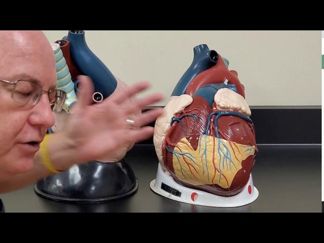 Professor Long 2402 Lab 2.3 Heart Anatomy