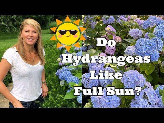 Do Hydrangeas Like Full Sun?