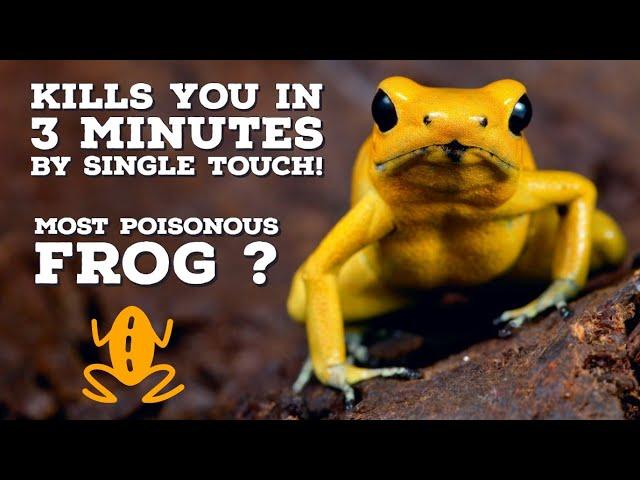 Golden Poison Frog: Top 10 Incredible Facts about the Golden Poison Frog