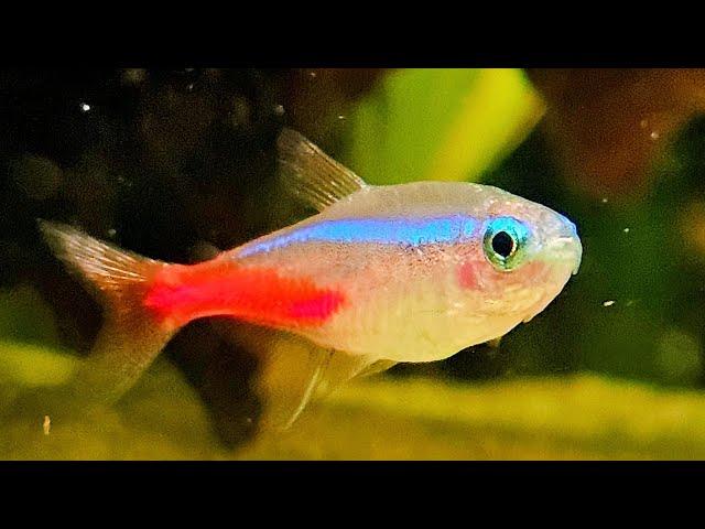 Real Freshwater Aquarium Fish Water Sounds ASMR