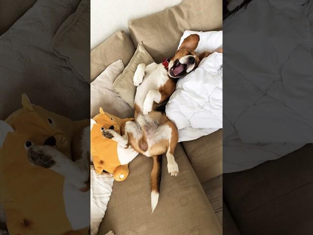 Сосиска в желудке всегда есть #бигльфарадэй #собака #beagle #фарадэй #бигльфарик #бигль