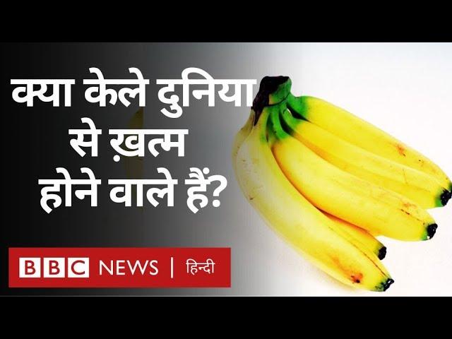 Banana, जिस फल को दुनियाभर में इतना पसंद करते हैं, उस पर क्यों मंडराया ख़तरा? (BBC Hindi)