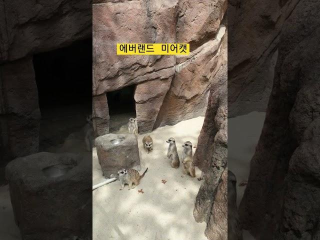 에버랜드 미어캣