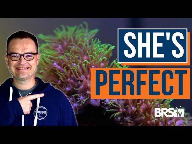 Matthew’s Coral Picks for Reef Tank Beginners! EP: 43a