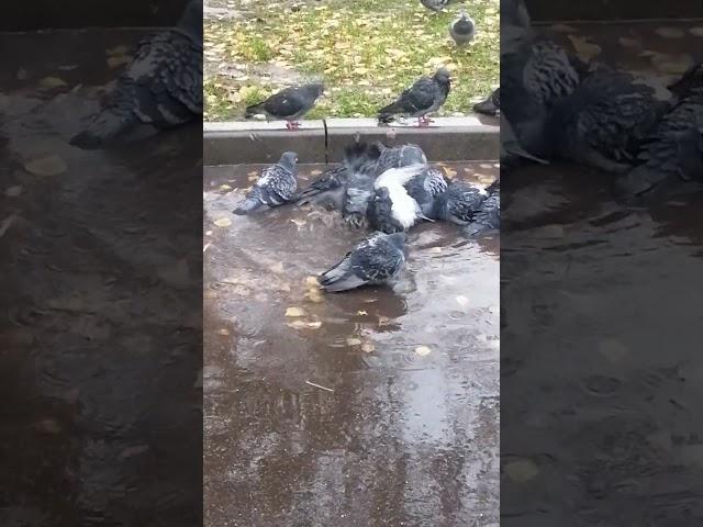 У голубей банный день / Pigeons have communal bath