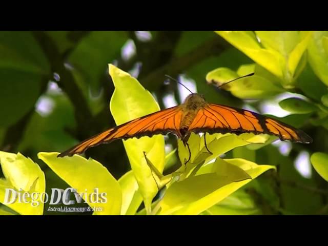 Dione juno butterfly (Heliconiini - Heliconiinae - Nymphalidae) [Part1]