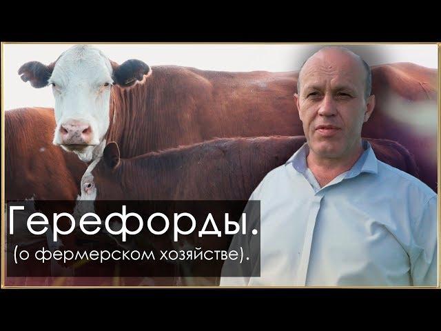 Племенные Герефорды - КФХ Чирикова Н.В.