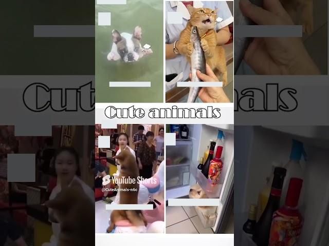 cute animals funny video trending shorts  #funnuanimals #cuteanimalsfunnyvideos #funnycomedyshort