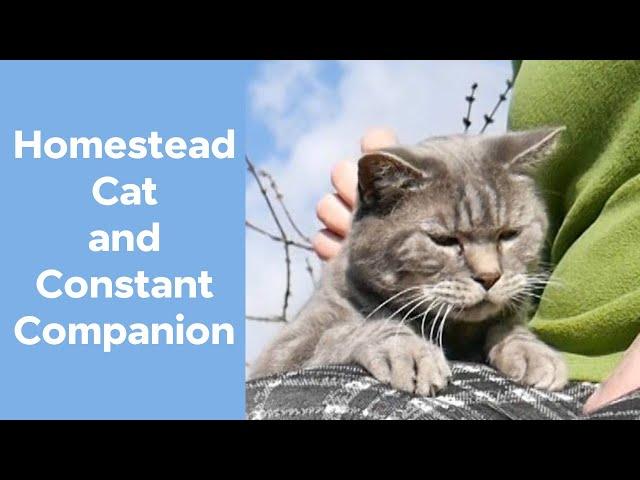 Monty the Byther Farm cat | Homestead pets