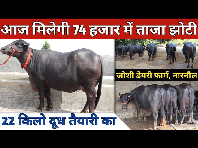 आज मिलेगी 74 हजार में ताजा झोटी, बिक्री वाली 12 भैंसे | Joshi Dairy Farm (9813362304)