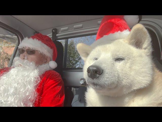 クリスマスの買出しに出かけるサンタさん柴犬