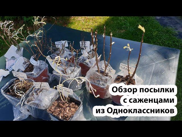 Вскрытие посылки саженцами из совместной закупки в группе в Одноклассниках, сезон 2023
