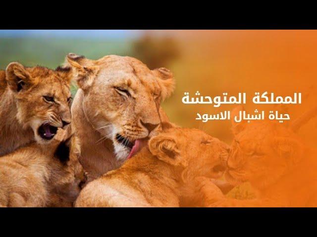 المملكة المتوحشة : حياة اشبال الاسود | كويست عربية Quest Arabiya