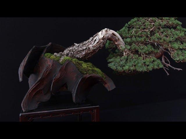 Special Bonsai exhibition by Mauro Stemberger