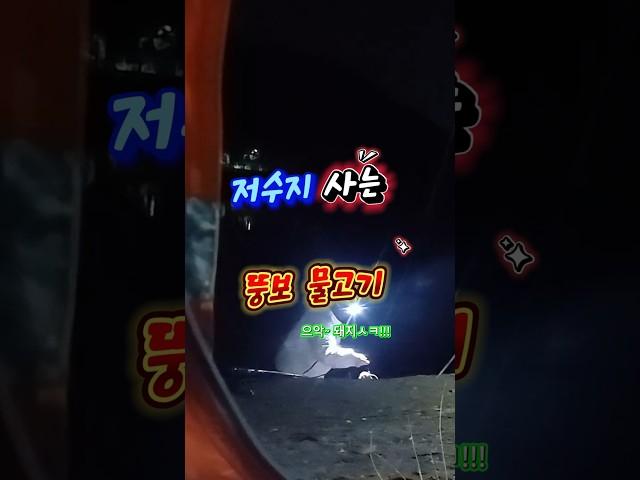 저수지 낚시로 잡은 뚱보 물고기.