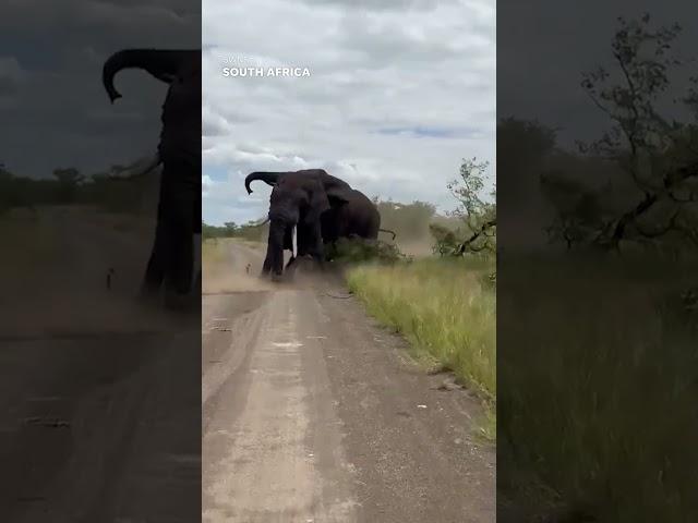 Bull elephants filmed fighting in rare footage #Shorts