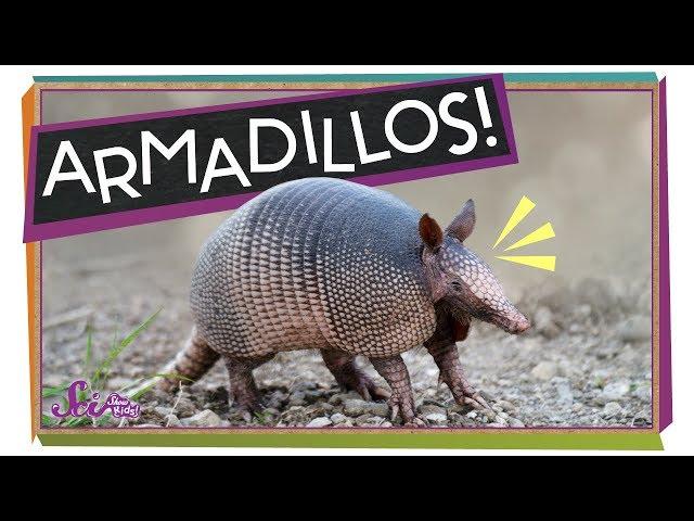 Armadillos: Animals with Armor!