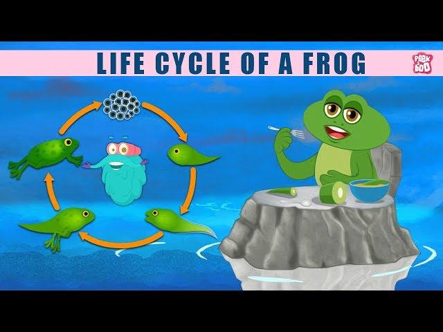 Life Cycle Of A Frog! - The Dr. Binocs Show | Best Learning Videos For Kids | Peekaboo Kidz