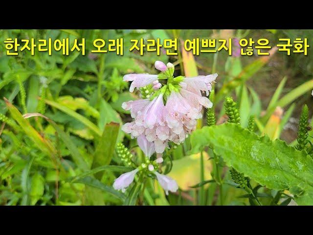 한자리에서 오래 자라면 예쁘지 않은 국화 Chrysanthemums that are not pretty when grown in one place for a long time.