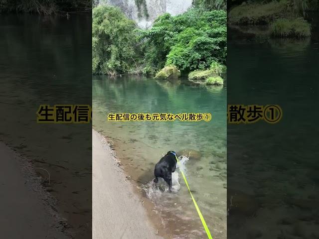 生配信の後も元気なベル散歩①