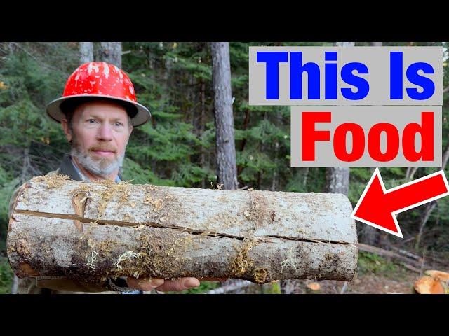 Mushrooms Turn Wood Into Delicious Food (Here's How)