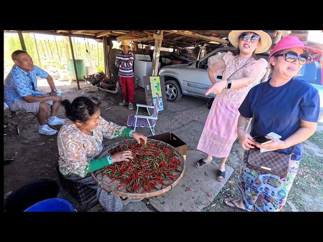 Go to Lao Farm in Fresno, picking fresh vegetables