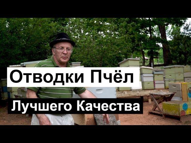 Пасека#73 Отводок Пчёл Лучшего Качества | Пчеловодство для начинающих