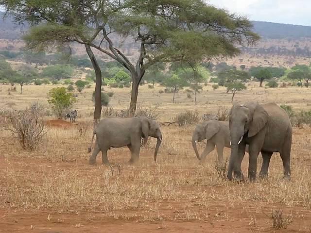 Baby Elephants Wrestling--Lake Manyara