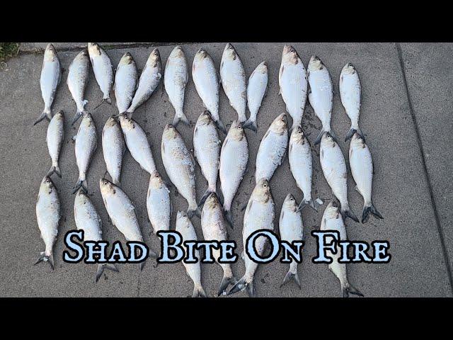 Sacramento River Shad Fishing | The Bite Was Hot!!! So Much Frustrations #shadfishing