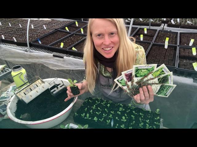 Tips for Sowing Lettuce