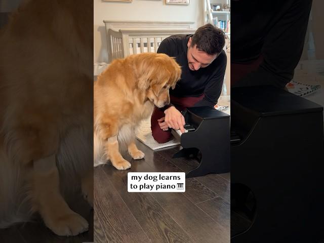 My dog learns to play piano!