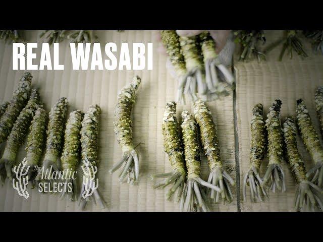 The Truth About Wasabi