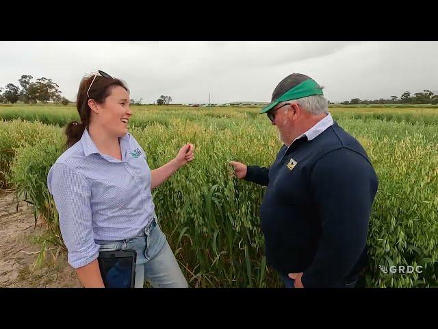 GRDC National Variety Trials (NVT) Case Study: Helping Oat growers make informed variety decisions