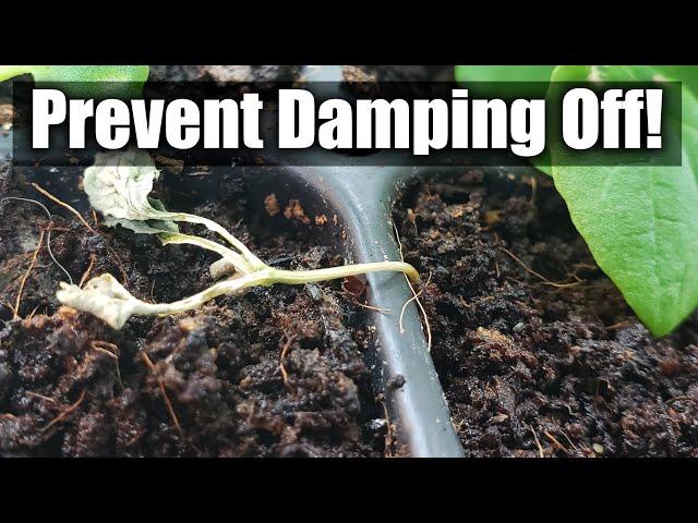 Damping Off In Seedlings - 8 Ways You Can Prevent It