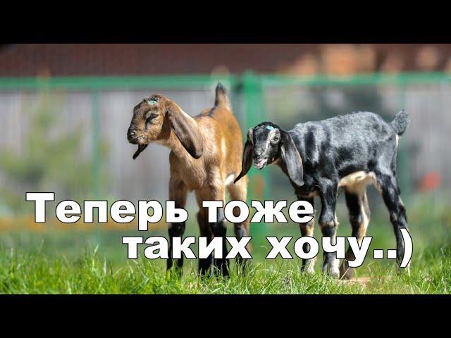 Козье молоко впервые для младшего. Нубийские козы
