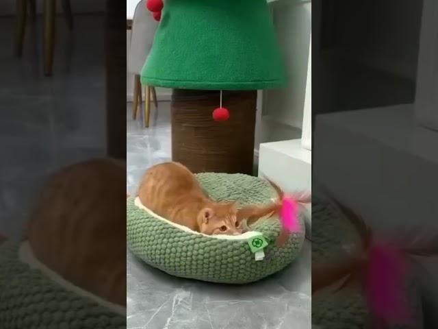 Cats Are Always Fun #cats #catlover  #catshorts
