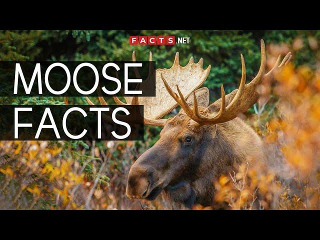 Incredible Moose Facts You Can't Miss!