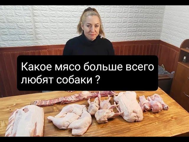 ЭКСПЕРИМЕНТ какое мясо больше любят собаки?