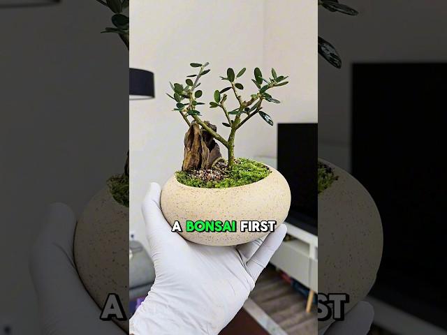 DIY Olive Bonsai  Would you try this?