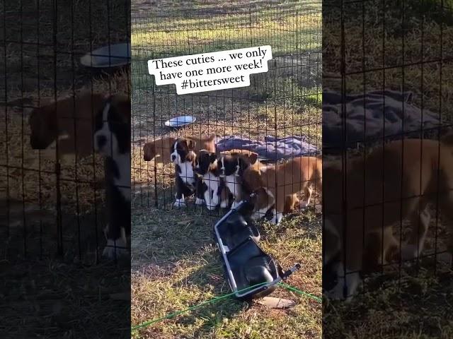 Boxer Puppies 6 weeks Old #freewaytribe