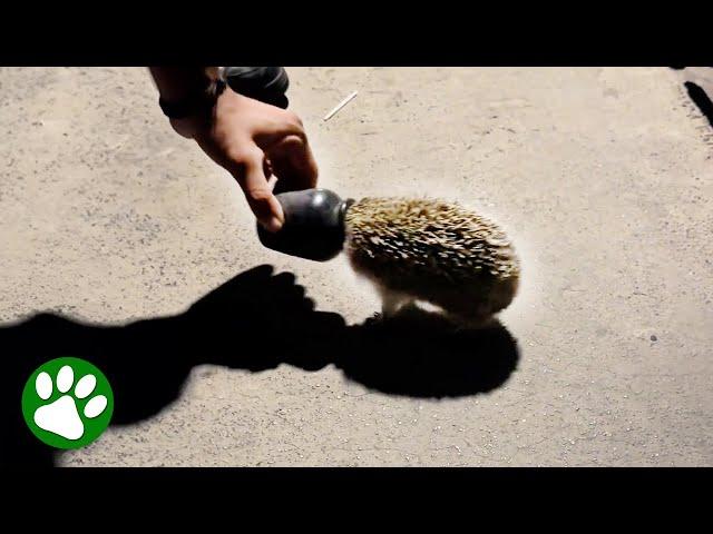 People Pull Container Off This Creature's Head