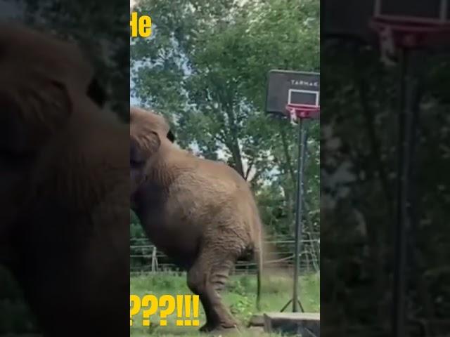 Amazing ElephantBasketball Dunk Shots | Elephant Dunk | Amazing Elephant Basketball Trick Shots