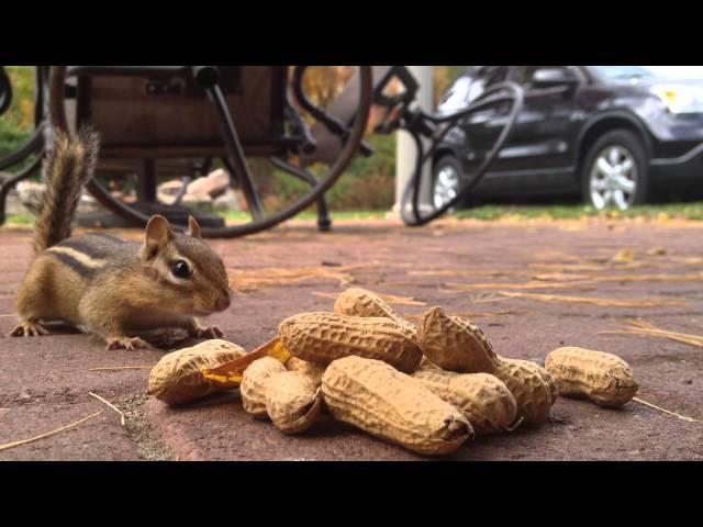 Chipmunks like peanuts!