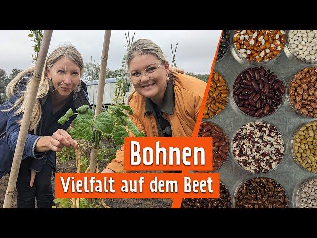 Bohnen: 8000 alte Sorten | MDR Garten