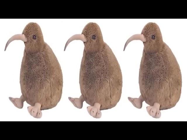 kiwi 10 hours
