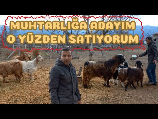 SATILIK KEÇİLER !! | Ev Ortamında Bakılmış Keçilerini Muhtar Adayı Olduğu İçin Satan Rafet Abi