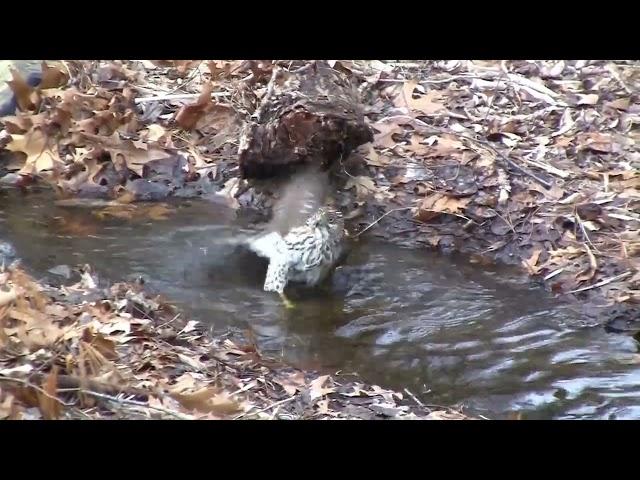 Cooper hawk, caugh takind a bath