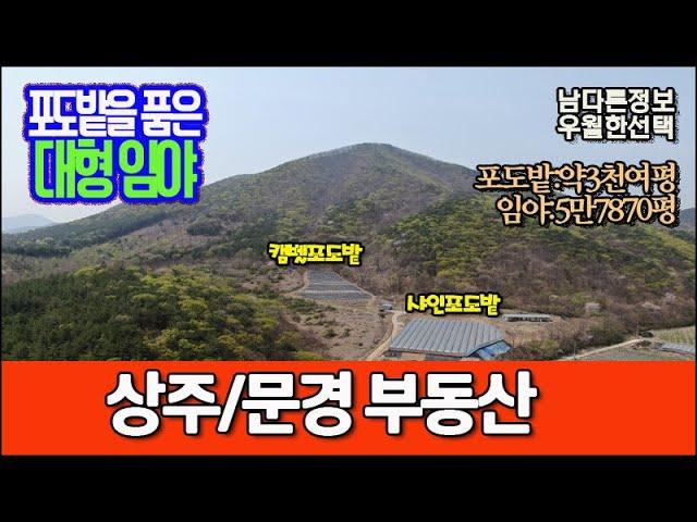 경북 상주시 화동면 판곡리[큰 산]#임야매매#대형임야#화동면#판곡리#노지포도#샤인머스켓#시설재배지