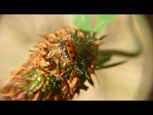 Halber Marienkäfer / Half ladybugs