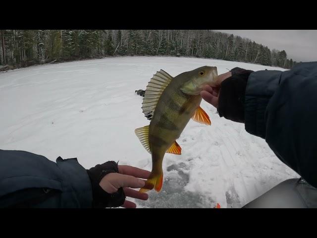 Рыбалка на окуня удалась на славу!!! Окунь на мормышку.